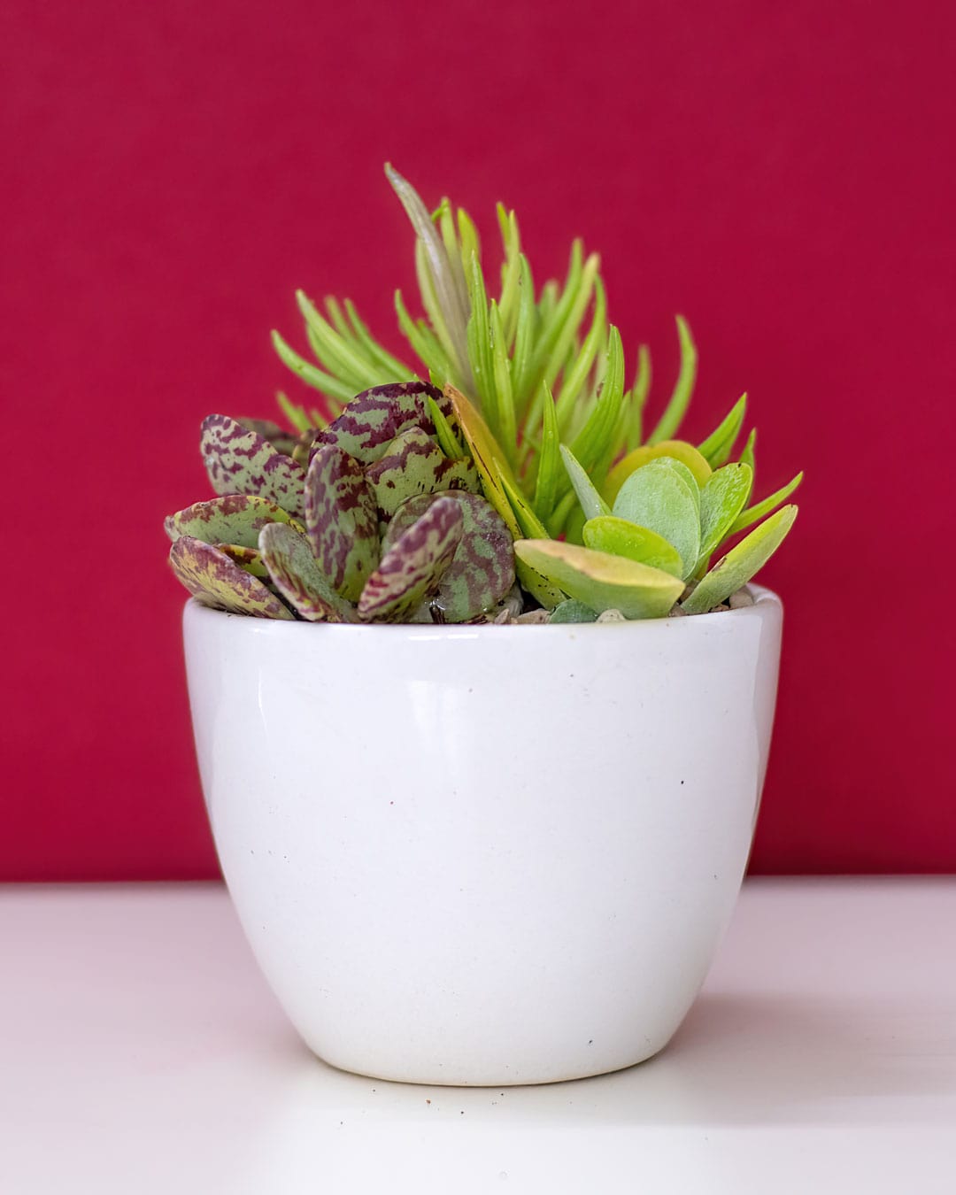 Assorted Succulent Plants In Ceramic Pot Go Succculents 4426