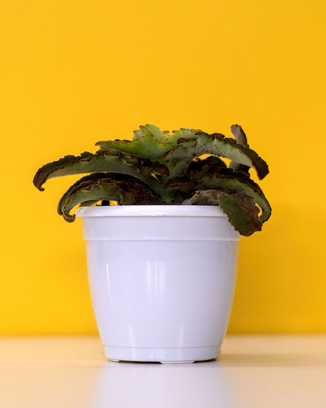 Kalanchoe Beharansis 'Elephant Ear'  Go Succculents